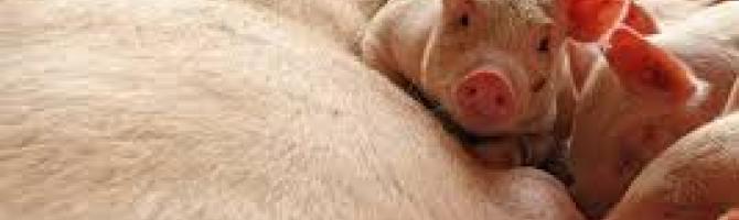 Fiji Bans Pork meat